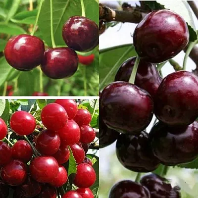 Комплект ВИШНЕВЫЙ САД в Костроме