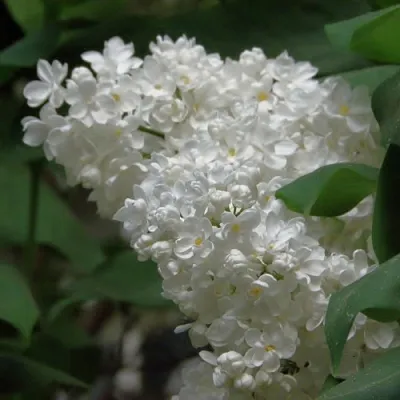 Сирень РУССКИЙ СЕВЕР  Сирень РУССКИЙ СЕВЕР в Костроме