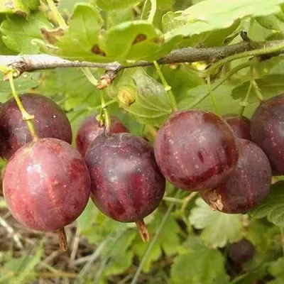 Крыжовник СМЕНА  Крыжовник СМЕНА в Костроме