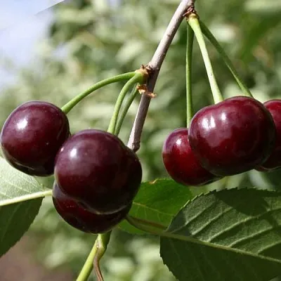 Вишня ЖАДАНА  Вишня ЖАДАНА в Костроме