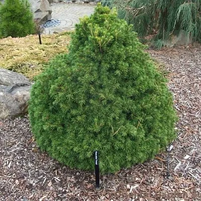 Ель ТОМПА обыкновенная  Ель ТОМПА обыкновенная в Костроме