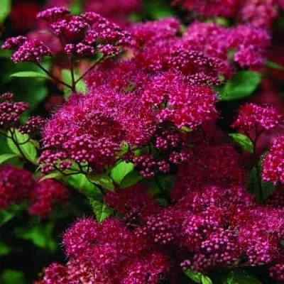 Спирея АНТОНИ ВАТЕРЕР японская  Спирея АНТОНИ ВАТЕРЕР японская в Костроме