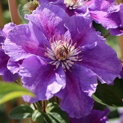 Клематис АШВА  Клематис АШВА в Костроме