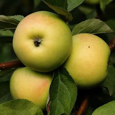 Яблоня ДАНИЛА  Яблоня ДАНИЛА в Костроме