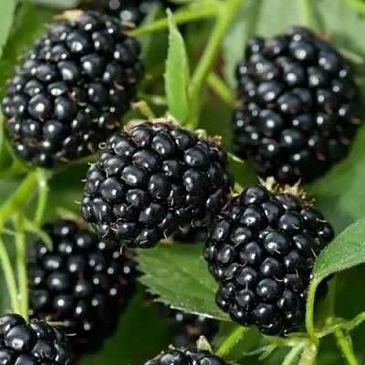 Ежевика ТРИПЛ КРАУН бесшипная  Ежевика ТРИПЛ КРАУН бесшипная в Костроме