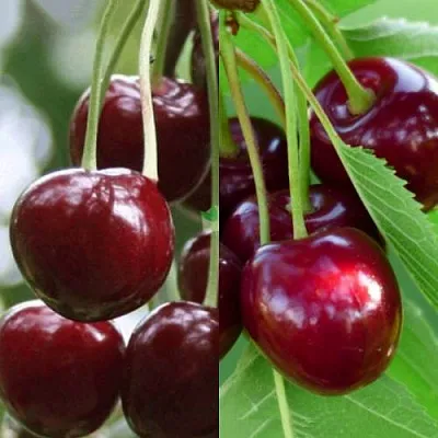 Комплект ВИШНЕВЫЙ ТАНДЕМ в Костроме