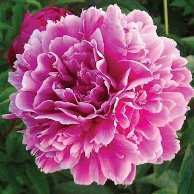 Пион ПУРПУРНАЯ ФЕЕРИЯ травянистый  Пион ПУРПУРНАЯ ФЕЕРИЯ травянистый в Костроме