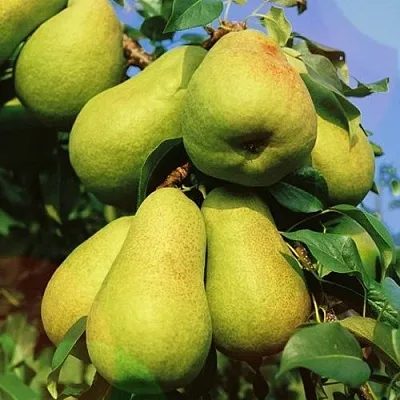 Груша НЕЖНОСТЬ колонновидная	  Груша НЕЖНОСТЬ колонновидная	 в Костроме