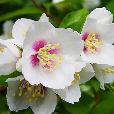 Жасмин БЕЛЬ ЭТУАЛЬ  Жасмин БЕЛЬ ЭТУАЛЬ в Костроме