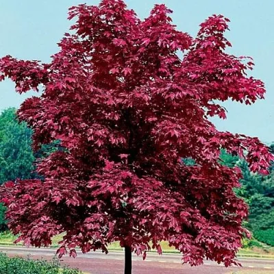 Клен КРИМСОН КИНГ остролистный  Клен КРИМСОН КИНГ остролистный в Костроме