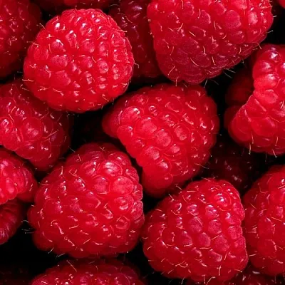 Малина в Костроме