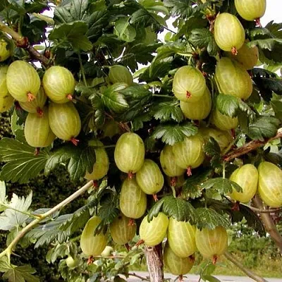 Крыжовник ИНВИКТА  Крыжовник ИНВИКТА в Костроме