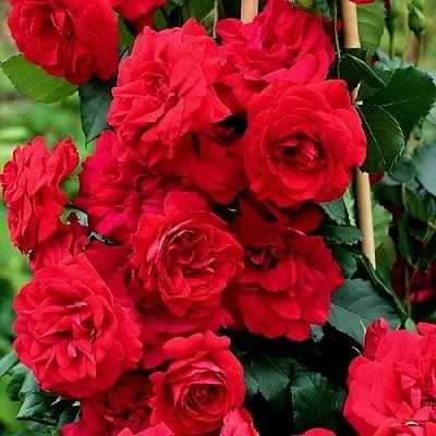 Саженцы роз АМАДЕУС плетистая  Саженцы роз АМАДЕУС плетистая в Костроме