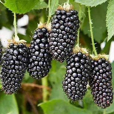 Ежевика КАРАКА БЛЭК  Ежевика КАРАКА БЛЭК в Костроме