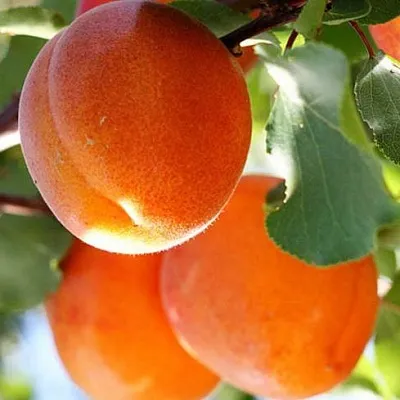 Абрикос в Костроме