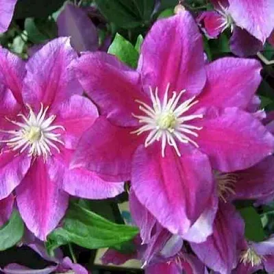 Клематис ХАНИЯ  Клематис ХАНИЯ в Костроме