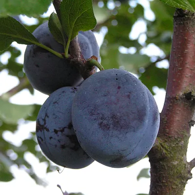 Слива ВЕНГЕРКА БЕЛОРУССКАЯ  Слива ВЕНГЕРКА БЕЛОРУССКАЯ в Костроме