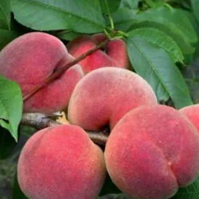Персик КАНАДИАН ХАРМОНИ  Персик КАНАДИАН ХАРМОНИ в Костроме