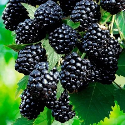 Ежевика ЛОХТЕЙ бесшипная  Ежевика ЛОХТЕЙ бесшипная в Костроме