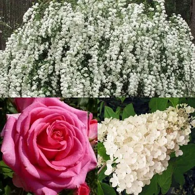 Комплект ВЕЧНАЯ КЛАССИКА в Костроме