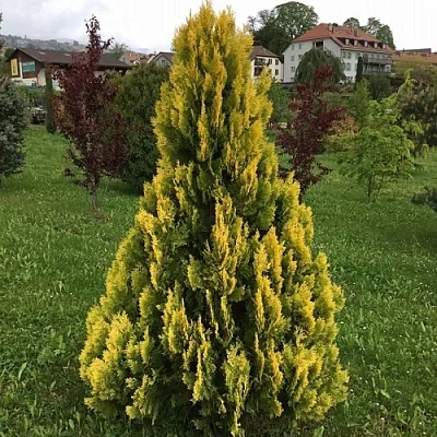 Туя ЕЛЛОУ РИББОН западная  Туя ЕЛЛОУ РИББОН западная в Костроме