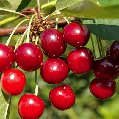 Вишня ЛЮБСКАЯ  Вишня ЛЮБСКАЯ в Костроме