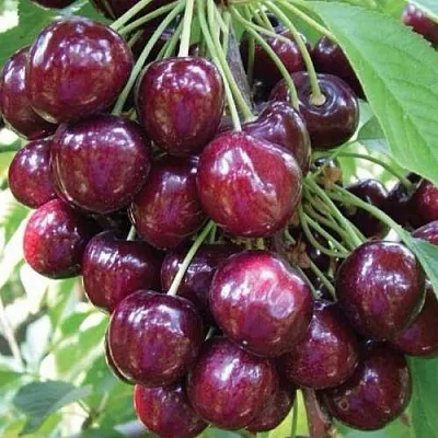 Черешня СЭМ колонновидная  Черешня СЭМ колонновидная в Костроме