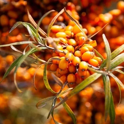 Облепиха ФИНСКАЯ  Облепиха ФИНСКАЯ в Костроме