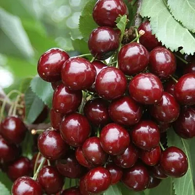 Черешня СИЛЬВИЯ колоновидная  Черешня СИЛЬВИЯ колоновидная в Костроме