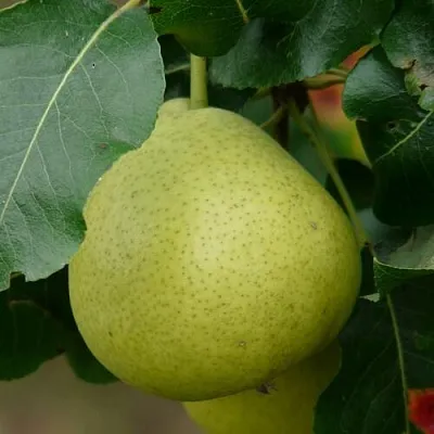 Груша САНРЕМО колонновидная  Груша САНРЕМО колонновидная в Костроме