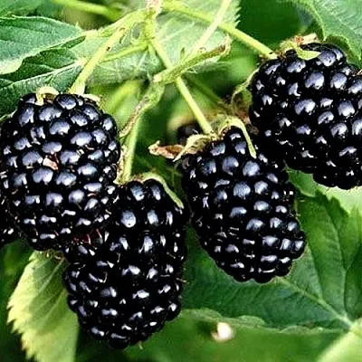 Ежевика ПРАЙМ АРК ТРЕВЕЛЕР ремонтантная  Ежевика ПРАЙМ АРК ТРЕВЕЛЕР ремонтантная в Костроме