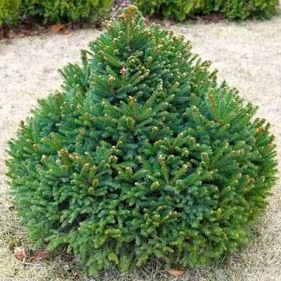 Ель БАРРИ обыкновенная в Костроме