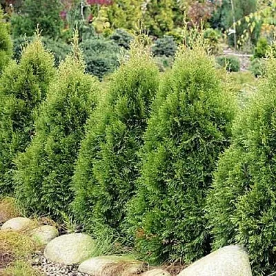 Туя СМАРАГД ВИТБОНТ западная в Костроме