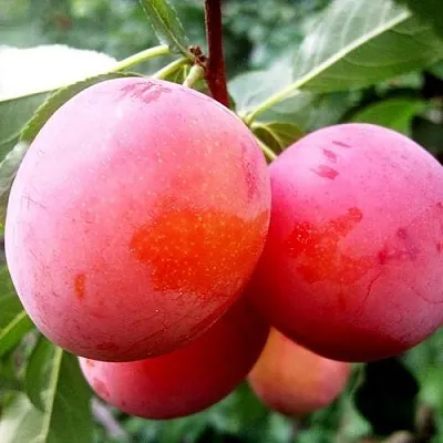 Слива КОМЕТА в Костроме