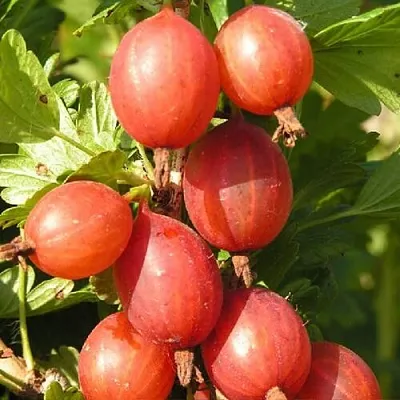 Крыжовник МАШЕКА  Крыжовник МАШЕКА в Костроме