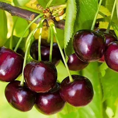 Черешня ИПУТЬ  Черешня ИПУТЬ в Костроме