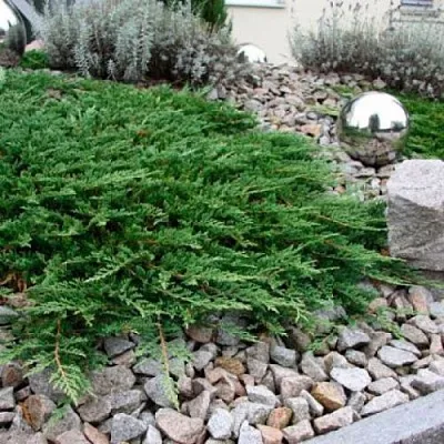 Можжевельник ПРИНЦ ОФ УЭЛЬС горизонтальный в Костроме