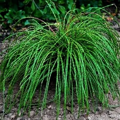 Туя ВИПКОРД складчатая в Костроме