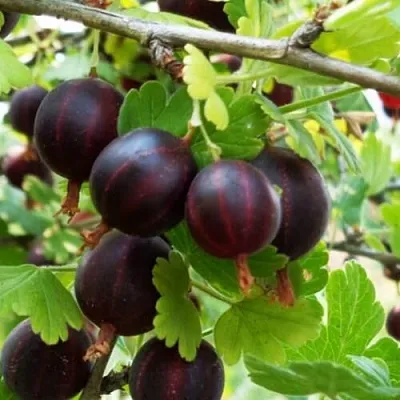 Крыжовник СЕВЕРНЫЙ КАПИТАН  Крыжовник СЕВЕРНЫЙ КАПИТАН в Костроме