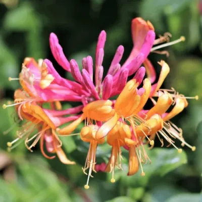 Жимолость ГЕКРОТА в Костроме