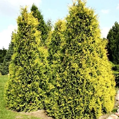 Туя САЛЛАНД западная  Туя САЛЛАНД западная в Костроме