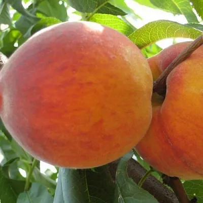 Персик СОЧНЫЙ  Персик СОЧНЫЙ в Костроме