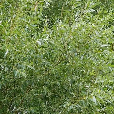 Ива ВИТЕЛЛИНА белая  в Костроме