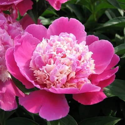 Пион КОРА СТАББС травянистый  Пион КОРА СТАББС травянистый в Костроме