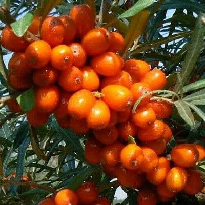 Облепиха ПЛАМЕННАЯ  Облепиха ПЛАМЕННАЯ в Костроме