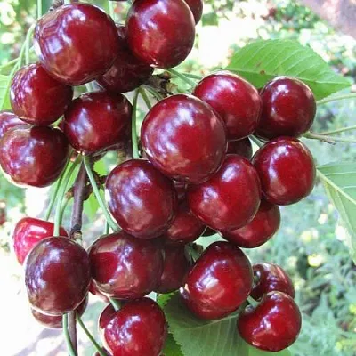 Черешня ОДРИНКА  Черешня ОДРИНКА в Костроме