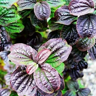 дерен КОМПРЕССА кроваво-красный  дерен КОМПРЕССА кроваво-красный в Костроме