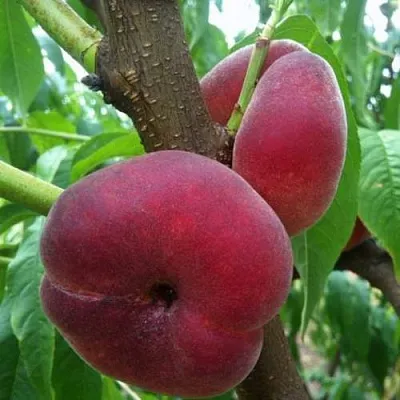 Персик АЛЕКС ИНЖИРНЫЙ  Персик АЛЕКС ИНЖИРНЫЙ в Костроме