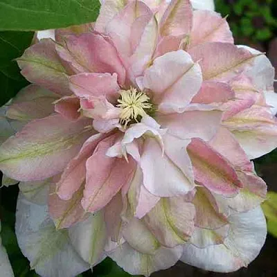 Клематис ИННОСЕНТ БЛАШ  Клематис ИННОСЕНТ БЛАШ в Костроме