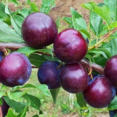 Шарафуга ВЕЛЬВЕТ САНРАЙЗ  Шарафуга ВЕЛЬВЕТ САНРАЙЗ в Костроме